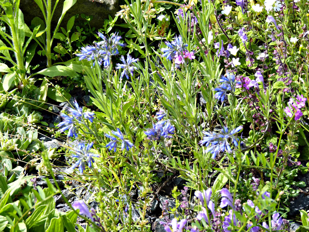 Molkia petraea photo